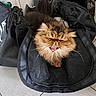 Tyson participe au concours pour gagner de l'argent avec cette photo : animal, black_bag, brown_cat, cat, close_up, cozy, cute, domestic_cat, expression, feline, floor_tiles, fluffy, fur, indoor, mesh_bag, mouth_open, pet, resting, whiskers, yawning