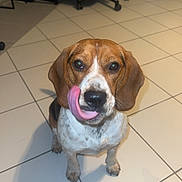 Yumie a rejoint le concours — aidez-le/la à gagner de superbes lots ! dog, beagle, pet, indoor, tile_floor, office_chair, brown, white, black, tongue, licking, cute, animal, canine, floor, sitting, looking_up, ears, nose, shadow