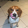 dog, beagle, pet, indoor, tile_floor, office_chair, brown, white, black, tongue, licking, cute, animal, canine, floor, sitting, looking_up, ears, nose, shadow
