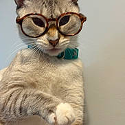 Lola joined the competition — help win amazing prizes! cat, glasses, bow_tie, paw, whiskers, indoor, pet, feline, close_up, curious, playful, cute, striped, white_paw, portrait, animal, mammal, domestic, wearing_accessories, stylish