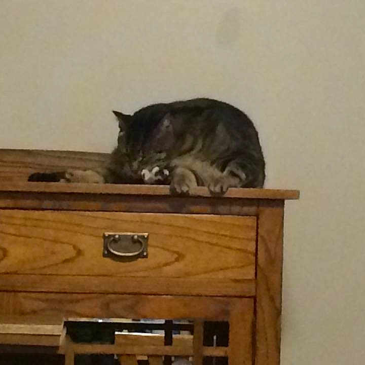 Gizmo is registered to the contest to win money with this photo: