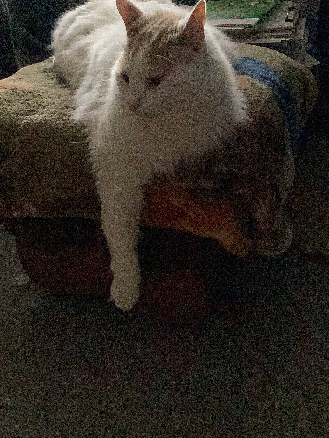 Kit Kat joined the competition — help win amazing prizes! carnivore, cat, claw, comfort, domestic_short_haired_cat, eye, fawn, felidae, flooring, fur, paw, small_to_medium_sized_cats, snout, tail, terrestrial_animal, whiskers