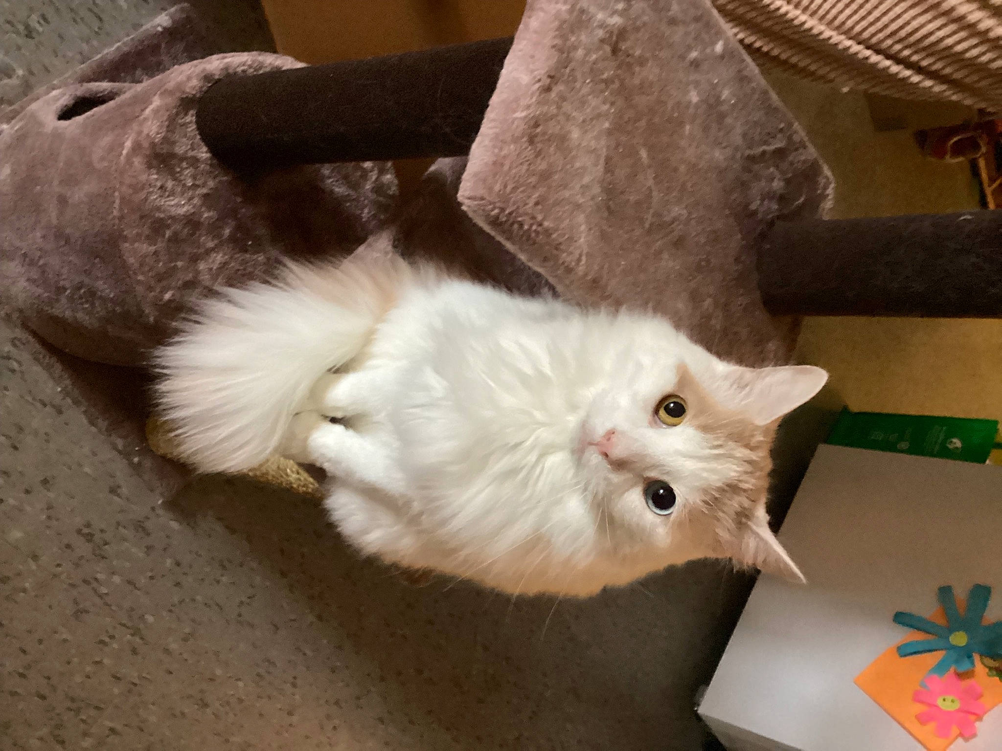 Kit Kat joined the competition — help win amazing prizes! british_longhair, carnivore, cat, claw, domestic_short_haired_cat, fawn, felidae, fur, hardwood, paw, small_to_medium_sized_cats, tail, whiskers, wood