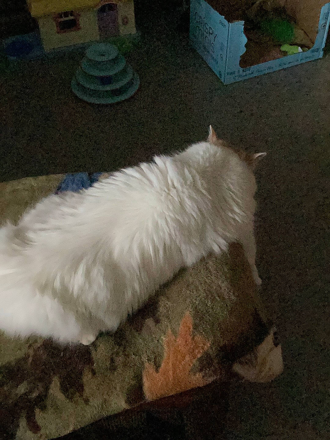 Kit Kat joined the competition — help win amazing prizes! canidae, carnivore, cat, comfort, companion_dog, dog_breed, feather, felidae, flooring, foot, fur, hardwood, linens, mammal, paw, small_to_medium_sized_cats, sporting_group, tail, whiskers, wool