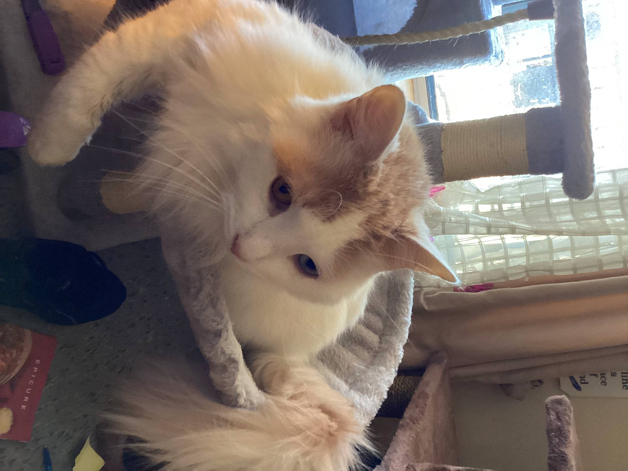 Kit Kat joined the competition — help win amazing prizes! carnivore, cat, claw, comfort, domestic_short_haired_cat, ear, fawn, felidae, fur, mammal, paw, small_to_medium_sized_cats, snout, tail, vertebrate, whiskers, window, wood