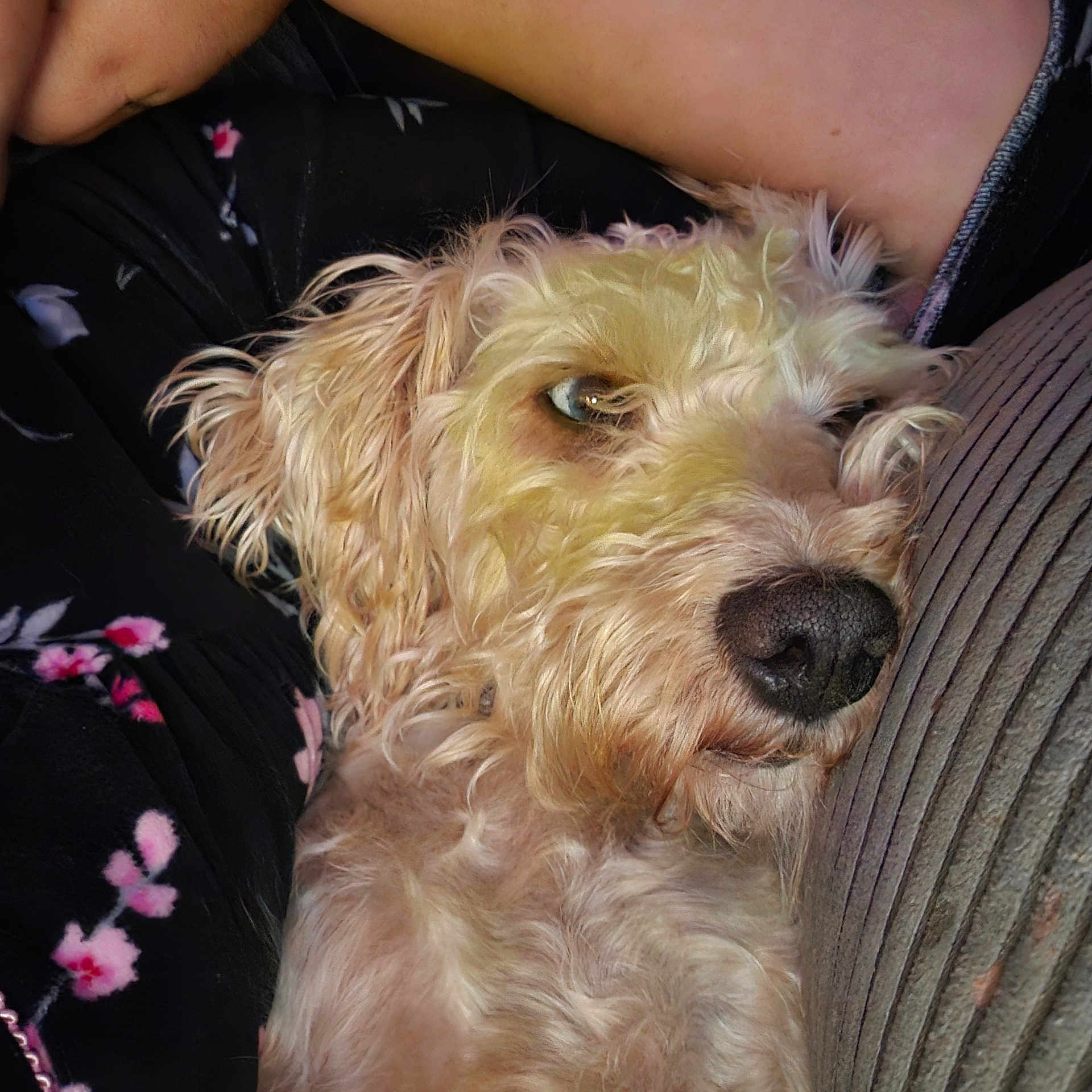 Style Roxy joined the competition — help win amazing prizes! dog, pet, close_up, resting, curly_fur, cushion, indoor, cozy, relaxed, snuggling, person, floral_pattern, textile, fur, animal, companion, domestic_animal, cute, sleepy, portrait