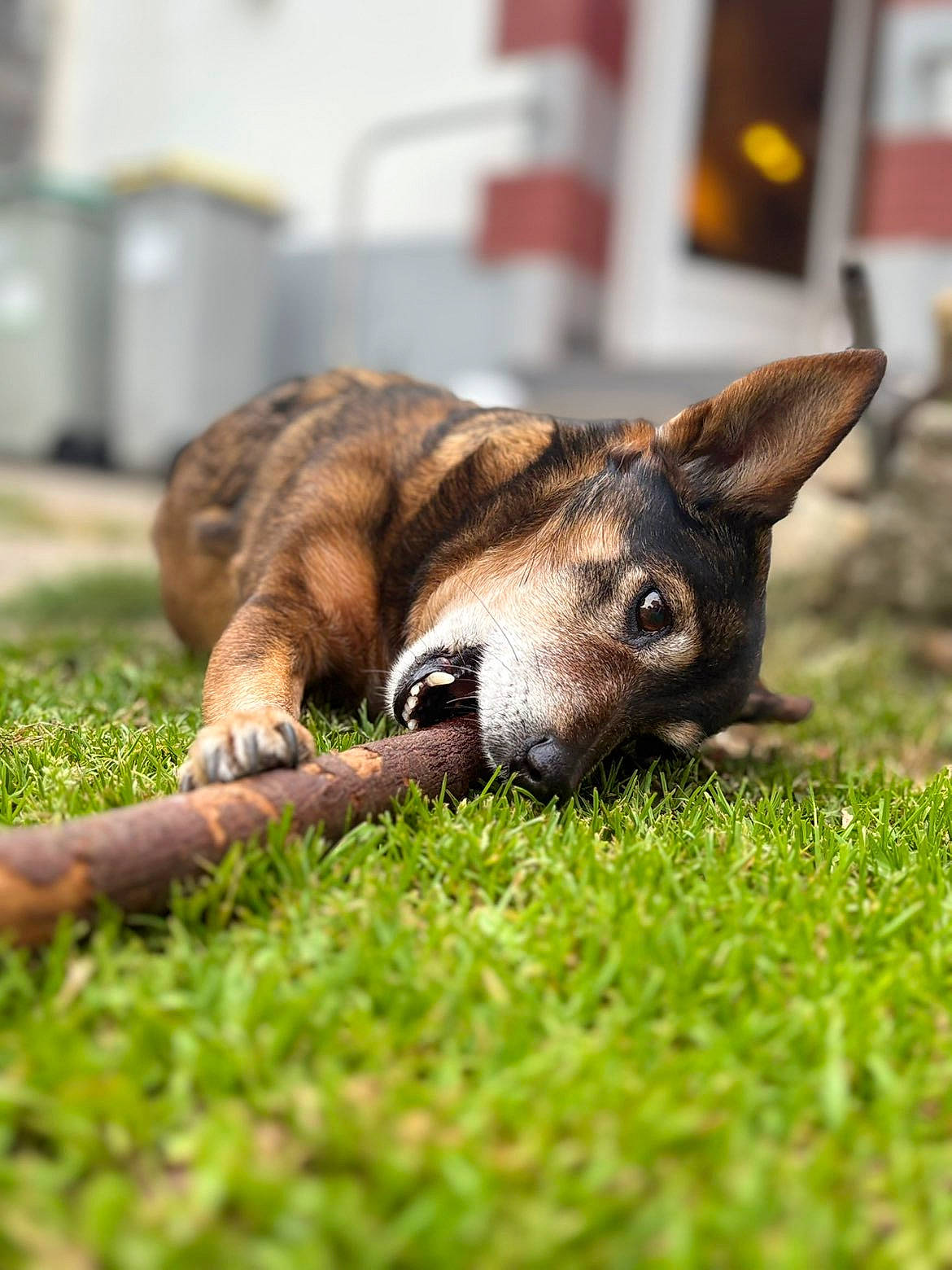 Maya a rejoint le concours — aidez-le/la à gagner de superbes lots ! animal, background_blur, black_fur, brown_fur, canine, chewing, closeup, daylight, dog, ears, grass, lying_down, muzzle, nature, outdoor, pet, playful, snout, stick, teeth