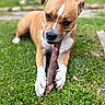 dog, grass, stick, outdoor, pet, animal, brown, white_paws, chewing, nature, close_up, canine, playful, tongue, ears, snout, fur, daylight, lawn, relaxed