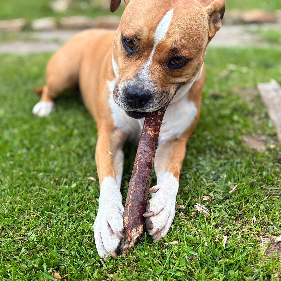 Maya a rejoint le concours — aidez-le/la à gagner de superbes lots ! dog, grass, stick, outdoor, pet, animal, brown, white_paws, chewing, nature, close_up, canine, playful, tongue, ears, snout, fur, daylight, lawn, relaxed