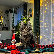 Sox a rejoint le concours — aidez-le/la à gagner de superbes lots ! candle, cat, christmas_tree, cozy, curtains, decorations, elf_doll, feline, festive, fluffy_cat, greenery, holiday, holiday_decor, indoor, lights, ornaments, red_berries, table, warm_lighting, wooden_table