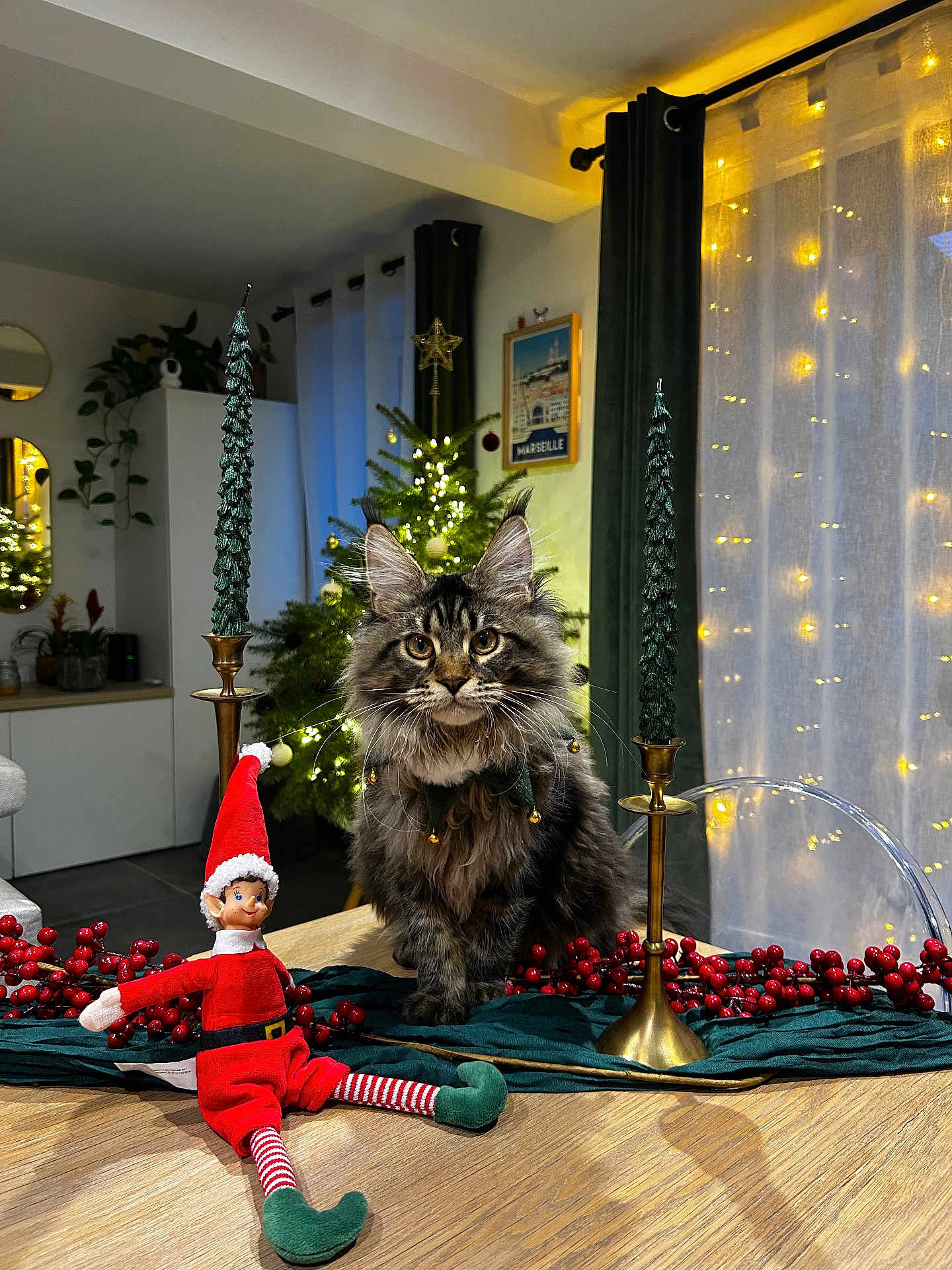 Sox a rejoint le concours — aidez-le/la à gagner de superbes lots ! candle, cat, christmas_tree, cozy, curtains, decorations, elf_doll, feline, festive, fluffy_cat, greenery, holiday, holiday_decor, indoor, lights, ornaments, red_berries, table, warm_lighting, wooden_table
