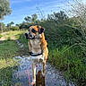 dog, canine, outdoors, nature, country_path, mud, puddle, water, grass, trees, blue_sky, sunlight, leash, pink_leash, standing, portrait, brown_fur, white_chest, black_harness, reflection