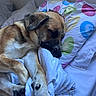 puppy, dog, sleeping, nap, bed, pillow, bedding, bedroom, indoors, curled_up, brown_fur, black_muzzle, floppy_ears, paw, relaxed, cozy, pets, animal, polka_dots, soft_blanket