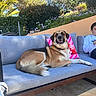 dog, person, outdoor, garden, patio, sofa, couch, sitting, lying_down, large_dog, brown_fur, black_fur, white_fur, collar, phone, flowers, palm_tree, cushion, sunlight, backyard