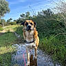 dog, canine, outdoor, puddle, mud, trail, grass, reeds, trees, nature, blue_sky, sunlight, reflection, leash, collar, standing, portrait, brown_fur, black_muzzle, alert