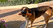 Hades participe au concours pour gagner de l'argent avec cette photo : dog, canine, baguette, bread, outdoor, terrace, patio, mountains, landscape, hillside, homes, garden, plants, flowers, sunlight, shadow, brown_and_white, standing, pet, scenic_view