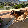 dog, canine, baguette, bread, outdoor, terrace, patio, mountains, landscape, hillside, homes, garden, plants, flowers, sunlight, shadow, brown_and_white, standing, pet, scenic_view