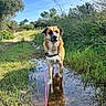 dog, animal, pet, outdoor, nature, puddle, water, reflection, leash, harness, grass, wetland, trail, path, trees, vegetation, sky, sunlight, portrait, standing