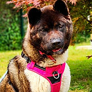 Caïpi a rejoint le concours — aidez-le/la à gagner de superbes lots ! akita, animal, autumn, canine, collar, cute, daylight, dog, friendly, fur, grass, harness, leaves, mammal, nature, outdoor, pet, pink_harness, portrait, tongue