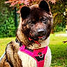 akita, animal, autumn, canine, collar, cute, daylight, dog, friendly, fur, grass, harness, leaves, mammal, nature, outdoor, pet, pink_harness, portrait, tongue