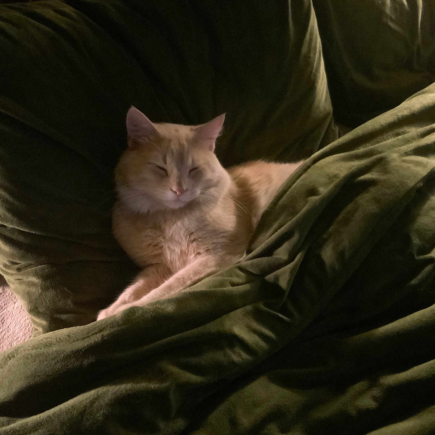 Monchi joined the competition — help win amazing prizes! abyssinian, adult, animal, bed, blanket, cat, couch, cushion, furniture, homedecor, kitten, linen, male, man, manx, person, pet, quilt, siamese, sleeping