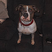 Gotti is registered to the contest to win money with this photo: dog, pet, couch, indoor, living_room, brown, white, collar, floor, wood_floor, ears, fur, animal, canine, looking_up, seated, domestic_animal, cute, alert, home