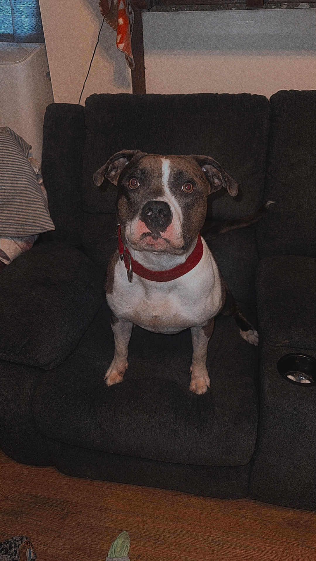 Gotti is registered to the contest to win money with this photo: dog, pet, couch, indoor, living_room, brown, white, collar, floor, wood_floor, ears, fur, animal, canine, looking_up, seated, domestic_animal, cute, alert, home