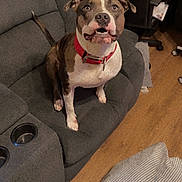 Gotti joined the competition — help win amazing prizes! attentive, canine, chair, companion, curious, dog, domestic_animal, expression, floor, furniture, gray_couch, home, indoor, living_room, looking_up, pet, red_collar, seated, striped_pillow, wooden_floor