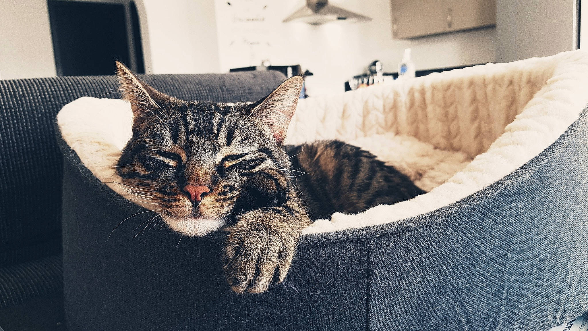 Aston a rejoint le concours — aidez-le/la à gagner de superbes lots ! aegean_cat, american_shorthair, asian, california_spangled, carnivore, cat, domestic_short_haired_cat, dragon_li, egyptian_mau, european_shorthair, felidae, fur, kitten, mammal, ocicat, small_to_medium_sized_cats, snout, tabby_cat, whiskers, wild_cat