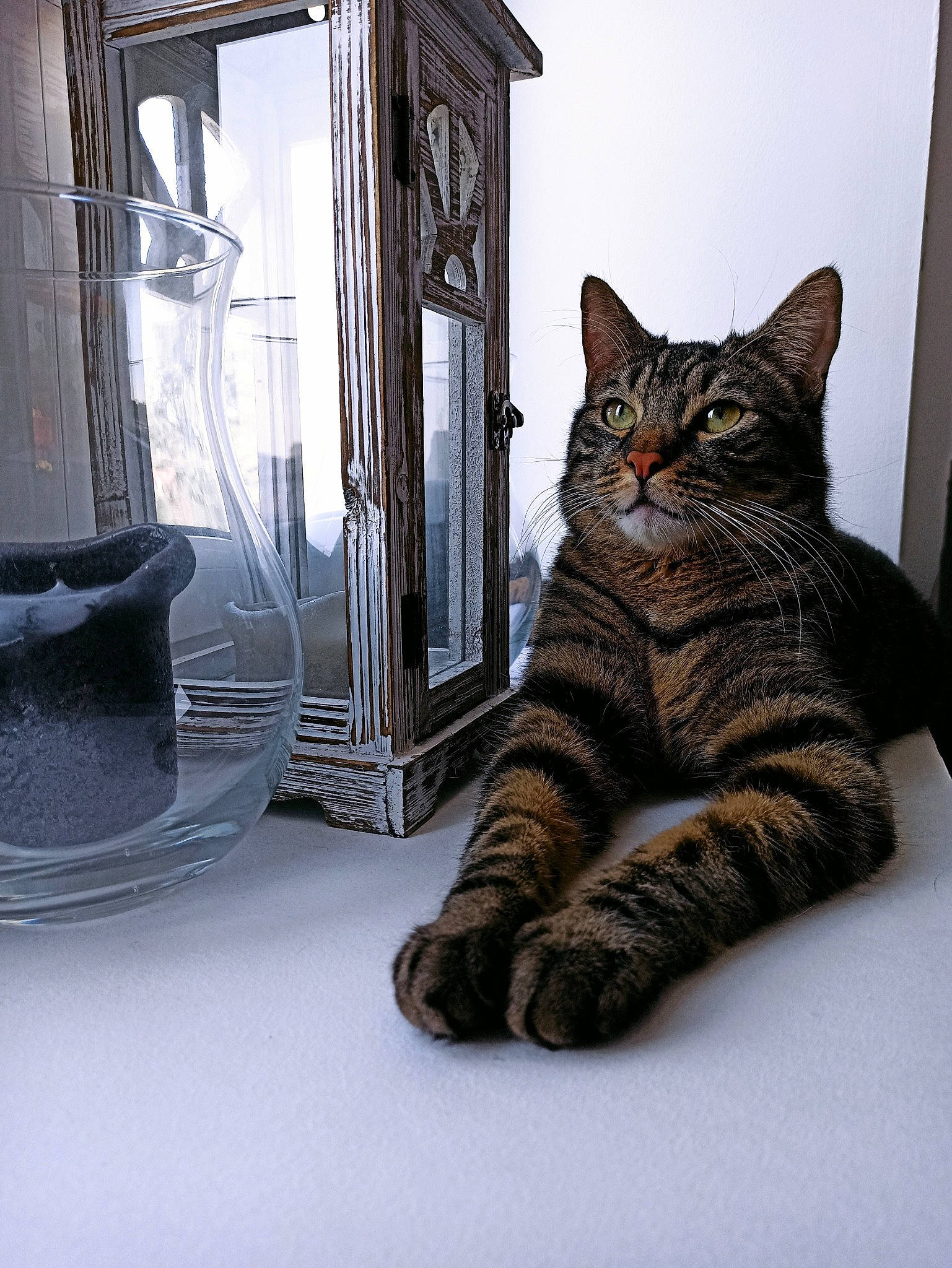 Aston participe au concours pour gagner de l'argent avec cette photo : american_shorthair, asian, california_spangled, carnivore, cat, domestic_short_haired_cat, dragon_li, european_shorthair, felidae, fur, kitten, ocicat, paw, pixie_bob, polydactyl_cat, small_to_medium_sized_cats, snout, tabby_cat, whiskers, window