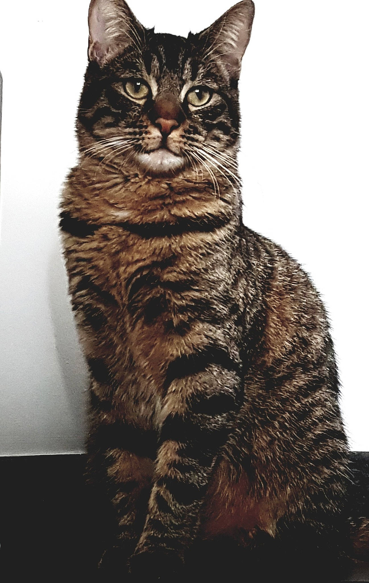 Aston participe au concours pour gagner de l'argent avec cette photo : american_bobtail, american_shorthair, american_wirehair, asian, california_spangled, carnivore, cat, domestic_short_haired_cat, dragon_li, egyptian_mau, european_shorthair, felidae, fur, german_rex, maine_coon, mammal, small_to_medium_sized_cats, sokoke, tabby_cat, whiskers