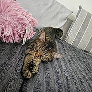 Taco joined the competition — help win amazing prizes! blanket, cat, comfort, cozy, cute, cute_pet, domestic_animal, feline, fur, home, indoor, napping, pet, pillow, relaxing, resting, sleeping, soft, striped, tabby