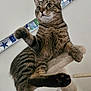 Taco is registered to the contest to win money with this photo: animal, birthday_banner, brown_fur, cat_tree, celebration, close_up, curious, ears, feline, furniture, household, indoor, mammal, paw, pet, playful, striped_fur, tabby_cat, whiskers, wide_eyes