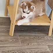 Choupi participe au concours pour gagner de l'argent avec cette photo : puppy, dog, wooden_furniture, floor, indoor, pet, young_dog, curious, fluffy, brown_and_white, shelf, resting, cute, animal, household, small_dog, flooring, fur, domestic, relaxed