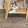 puppy, dog, wooden_furniture, floor, indoor, pet, young_dog, curious, fluffy, brown_and_white, shelf, resting, cute, animal, household, small_dog, flooring, fur, domestic, relaxed