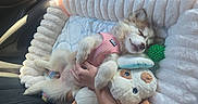 Choupi participe au concours pour gagner de l'argent avec cette photo : puppy, dog, sleeping, pink_harness, plush_bed, stuffed_toy, green_ball, hand, cozy, cute, fur, indoor, resting, pet, animal, soft, relaxed, comfort, carnivore, domestic_animal