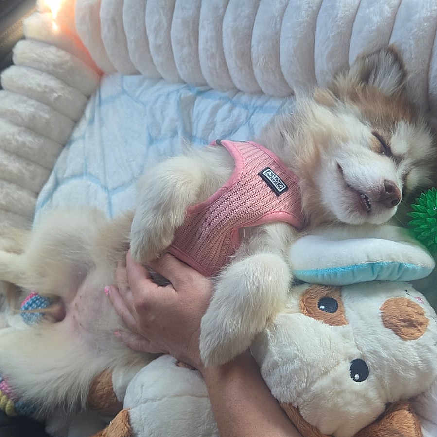 Choupi participe au concours pour gagner de l'argent avec cette photo : puppy, dog, sleeping, pink_harness, plush_bed, stuffed_toy, green_ball, hand, cozy, cute, fur, indoor, resting, pet, animal, soft, relaxed, comfort, carnivore, domestic_animal