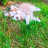 Choupi participe au concours pour gagner de l'argent avec cette photo : puppy, dog, grass, tree, outdoor, air_conditioner, pet, cute, lying_down, greenery, nature, fur, animal, relaxed, summer, young_dog, adorable, leaf, plant, background