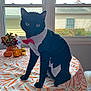 black_cat, cat, costume, tuxedo, bow_tie, table, tablecloth, carrot_pattern, window, indoor, pet, animal, feline, decor, flower_vase, water_bottle, pumpkin_decor, gold_pumpkin, orange, sitting