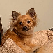 Kizi joined the competition — help win amazing prizes! dog, pet, fluffy, brown, ears, blanket, cozy, indoor, cute, animal, furry, resting, face, canine, companion, relaxed, portrait, adorable, snout, fur