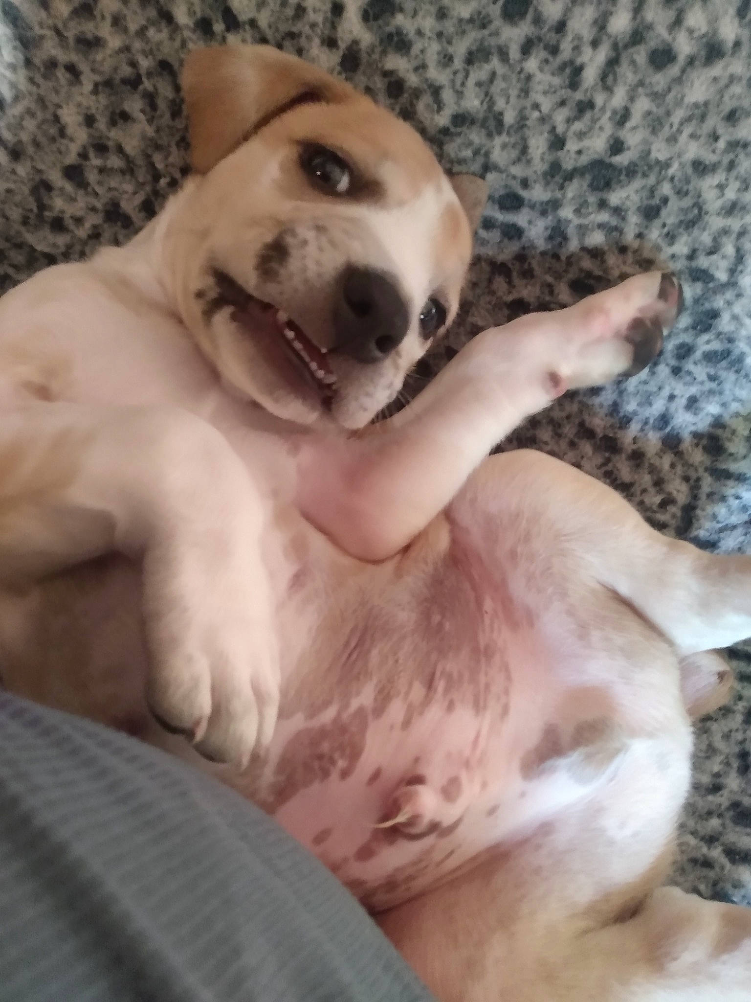 Thaddeus joined the competition — help win amazing prizes! canidae, carnivore, comfort, companion_dog, dog, dog_breed, fang, fawn, felidae, fur, jaw, non_sporting_group, paw, puppy, snout, sporting_group, tail, whiskers, working_animal