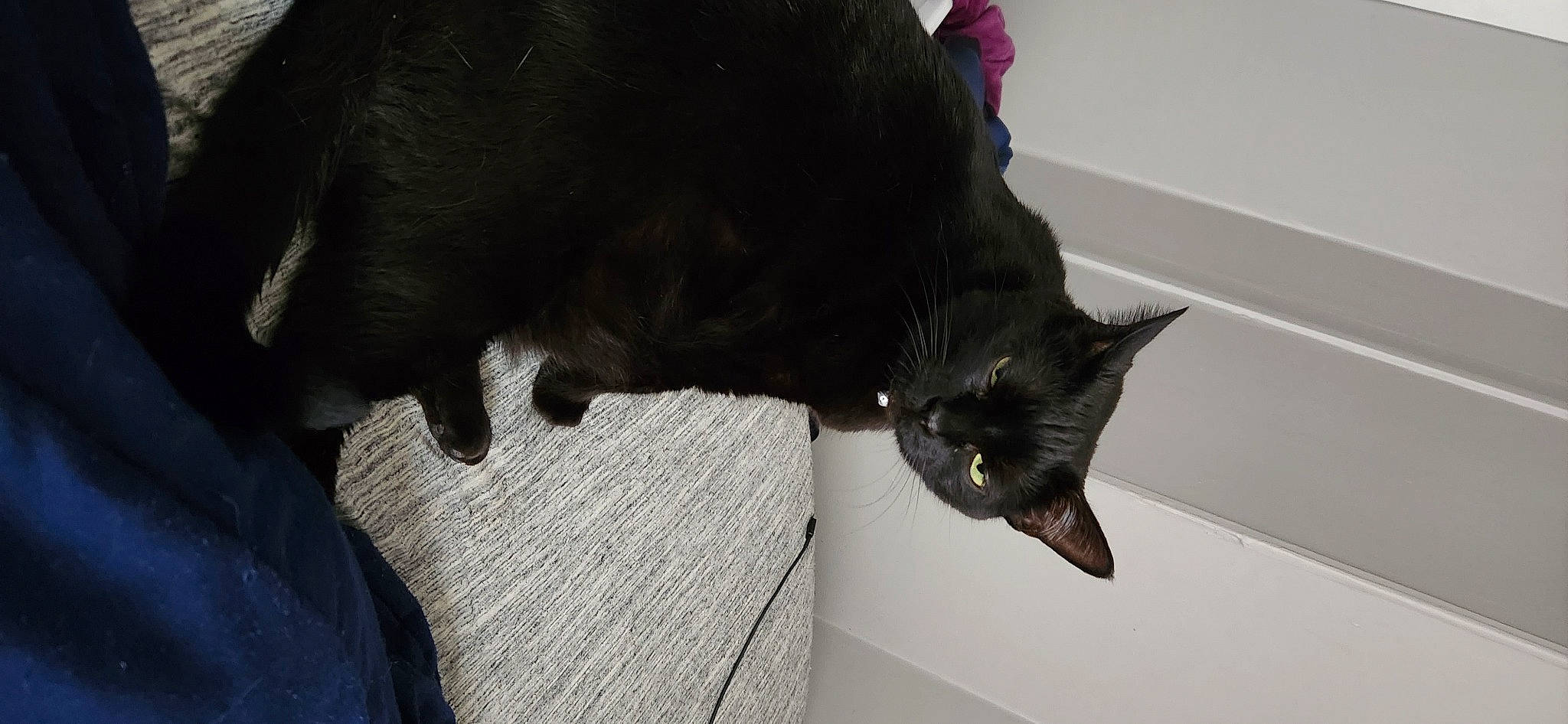 Luna is registered to the contest to win money with this photo: black_cat, bombay, canidae, carmine, carnivore, cat, claw, dog_breed, domestic_short_haired_cat, felidae, flooring, fur, mammal, small_to_medium_sized_cats, snout, sporting_group, tail, terrestrial_animal, whiskers, window