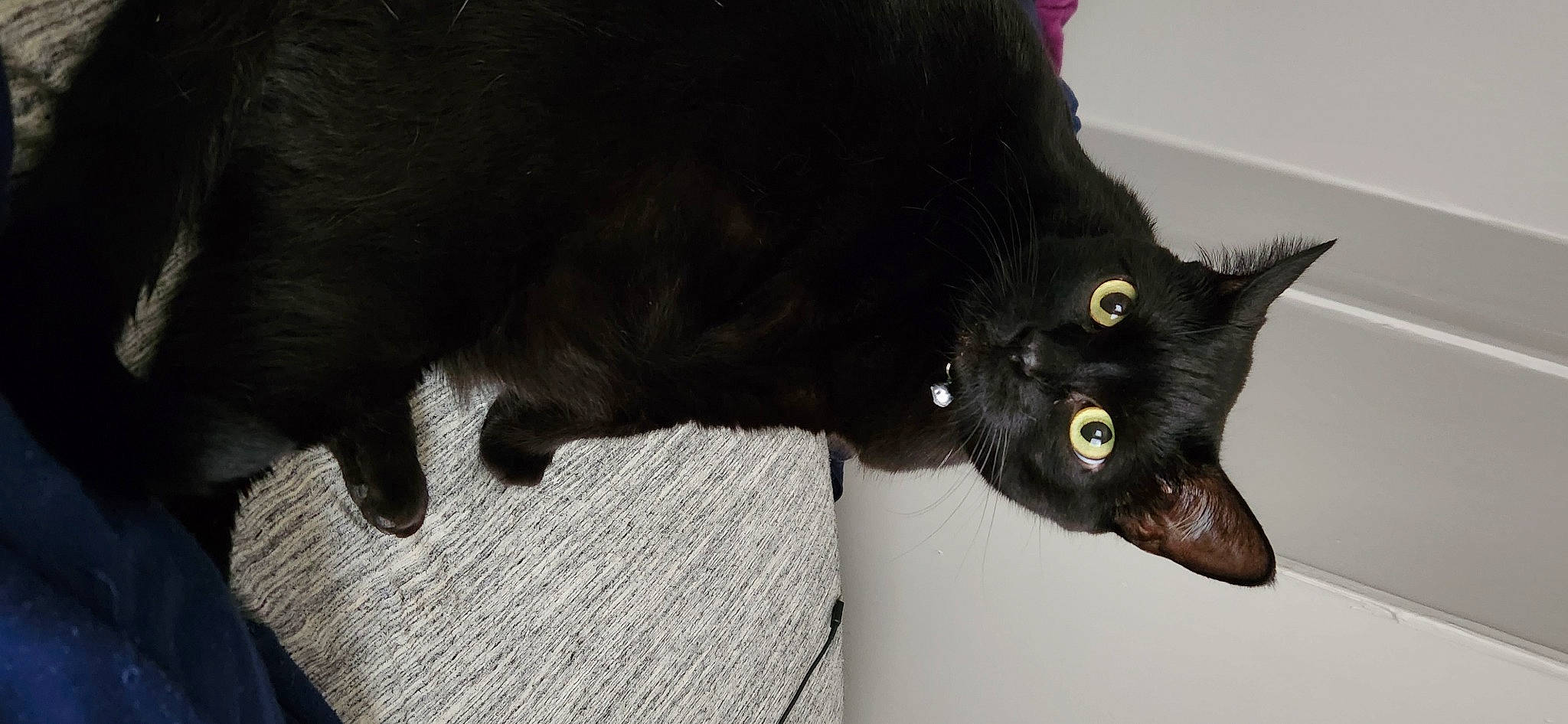 Luna is registered to the contest to win money with this photo: black_cat, bombay, carnivore, cat, claw, dog_breed, domestic_short_haired_cat, ear, felidae, flooring, fur, paw, small_to_medium_sized_cats, snout, tail, terrestrial_animal, whiskers, wood