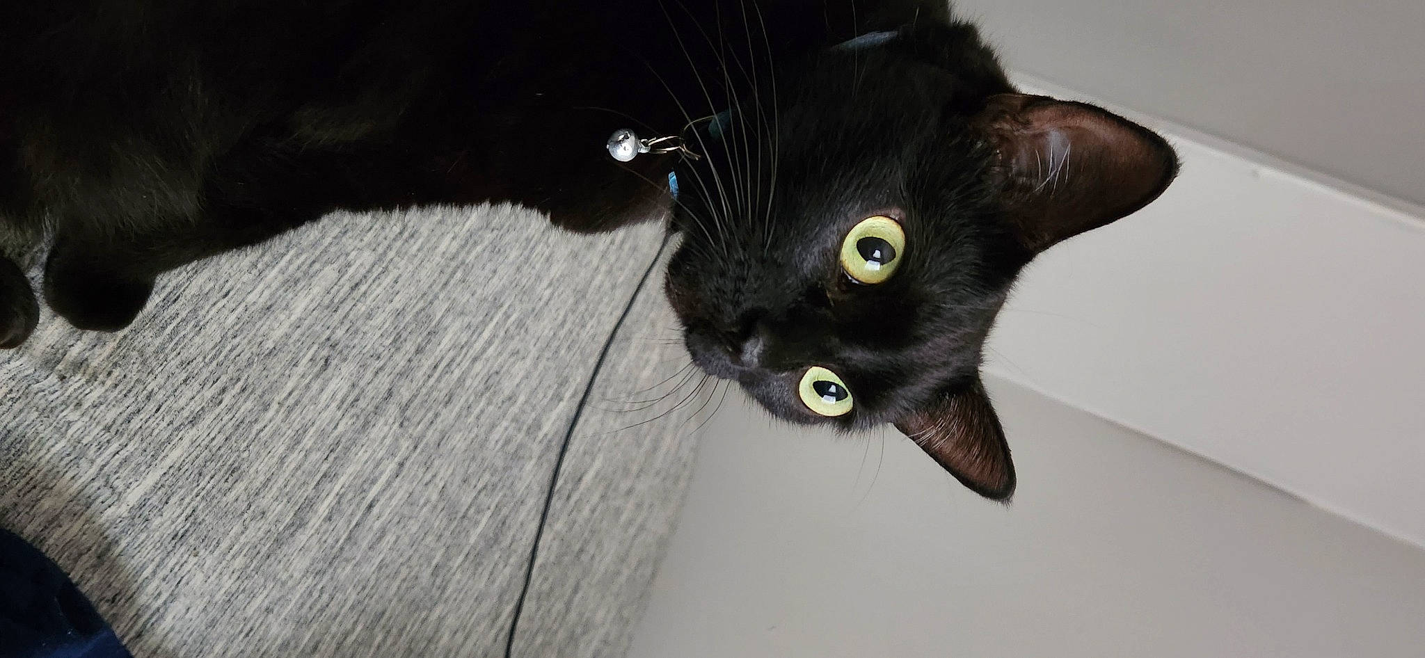 Luna joined the competition — help win amazing prizes! black_cat, bombay, carnivore, cat, domestic_short_haired_cat, felidae, fur, havana_brown, plant, small_to_medium_sized_cats, snout, tail, whiskers