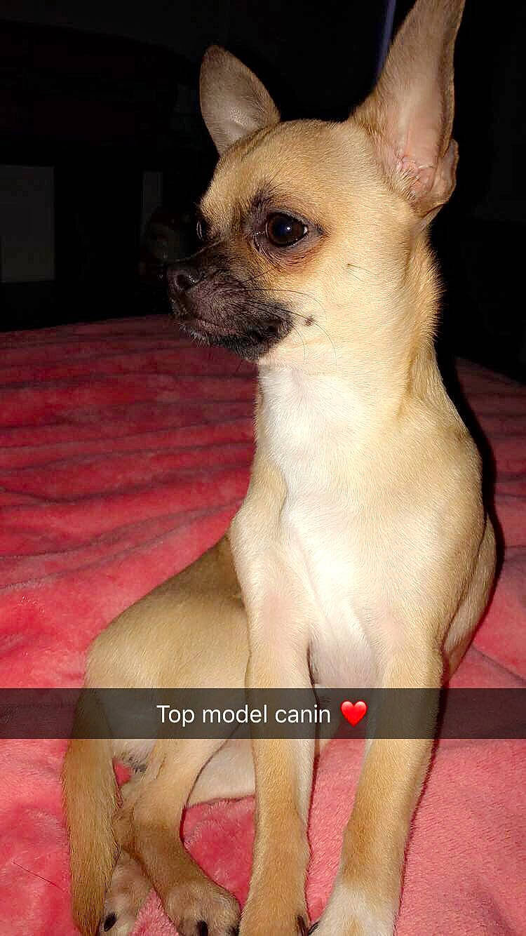 Bouli a rejoint le concours — aidez-le/la à gagner de superbes lots ! canidae, carnivore, companion_dog, corgi_chihuahua, dog, dog_breed, ear, fawn, flesh, fur, mammal, non_sporting_group, organ, snout, sporting_group, terrestrial_animal, toy_dog, vertebrate, whiskers, working_animal