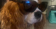 Olaf participe au concours pour gagner de l'argent avec cette photo : dog, cavalier_king_charles_spaniel, pet, sunglasses, funny, portrait, close_up, long_hair, floppy_ears, brown_and_white, black_nose, animal, indoors, bathroom, mirror, home, tile_floor, groomed, fashion, celebrity_pose