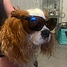 dog, cavalier_king_charles_spaniel, pet, sunglasses, funny, portrait, close_up, long_hair, floppy_ears, brown_and_white, black_nose, animal, indoors, bathroom, mirror, home, tile_floor, groomed, fashion, celebrity_pose