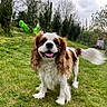 Olaf participe au concours pour gagner de l'argent avec cette photo : dog, cavalier_king_charles_spaniel, pet, animal, portrait, outdoor, garden, grass, lawn, brown_and_white, long_hair, floppy_ears, tongue_out, smiling, standing, happy, tail, trees, garden_tools, daylight