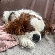 Olaf participe au concours pour gagner de l'argent avec cette photo : dog, cavalier_king_charles_spaniel, sleeping, resting, lying_down, floppy_ears, long_hair, white_and_brown, pet, canine, close_up, portrait, couch, blanket, cozy, indoors, home, soft_lighting, relaxed, nap