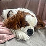 dog, cavalier_king_charles_spaniel, sleeping, resting, lying_down, floppy_ears, long_hair, white_and_brown, pet, canine, close_up, portrait, couch, blanket, cozy, indoors, home, soft_lighting, relaxed, nap